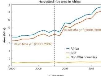 Skördad risareal i Afrika. Den övre panelen visar risarealens tillväxt under perioden 2000-2018. Den svarta streckade linjen anger 2008, startåret för den första fasen av CARD-programmet. Tillväxttakten för risarealer i SSA anges, inklusive de 23 CARD-medlemsländerna som är skuggade i den infällda kartan. Den nedre panelen visar risarealens tillväxt mellan 2008 och 2018 för vart och ett av de 23 CARD-länderna och för resten av Afrika (övriga). Data från FAOSTAT32. Kredit: Natur klimatförändringar (2024). DOI: 10.1038/s41558-023-01907-x
