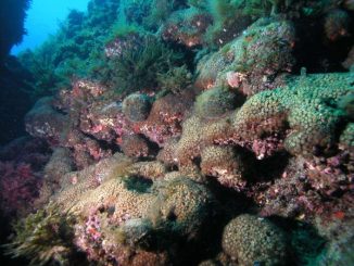 The coral species Cladocora caespitosa. Credit: Diego K. Kersting