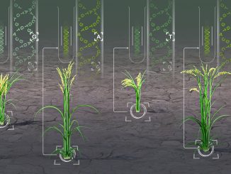 HPC-GVCW är ett beräkningsverktyg som snabbt identifierar genetiska variationer i flera växtarter. Detta bidrar till att förbättra grödor som ris, majs, sojabönor och sorghum. Kredit: 2024 KAUST; Heno Hwang
