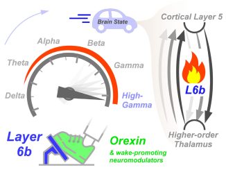Grafisk sammanfattning som visar hur lager 6b förändrar hjärnans tillstånd och påverkar neurala kretsar genom en analogi med en bils gaspedal. Orexin "trycker" ner gaspedalen (aktiverar lager 6b), vilket får bilmotorns cylindrar (det högre thalamokortikala systemet / slingan) att cykla snabbare och snabbare tills bilen, som representerar hjärntillstånd, varvar med "hög-gamma-hastighet". Kredit: Neuron (2023). DOI: 10.1016/j.neuron.2023.11.021