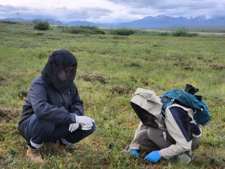 UC Irvine Earth system forskare Hui Wang (vänster) och Allison Welch samlar arktiska vegetationsprover på tussock tundra i North Slope i Alaska. Kredit: Alex Guenther / UCI