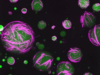Syntetiska celler skapade med programmerbar peptid-DNA-teknik som styr peptider, byggstenarna i proteiner, och återanvänt genetiskt material att arbeta tillsammans för att bilda ett cytoskelett, visas i fuscia. Kredit: UNC-Chapel Hill